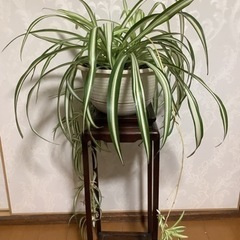 🪴観葉植物　ナカフヒロハオリヅルラン1