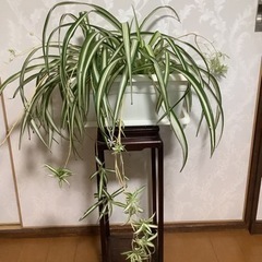 🪴観葉植物　ナカフヒロハオリヅルラン2