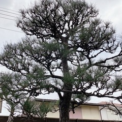 庭木の事おまかせください！ - 地元のお店