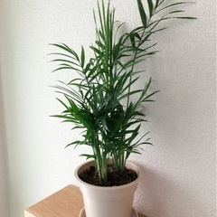 観葉植物　大きなテーブルヤシ③　37cm　ナチュラルカラーの3....