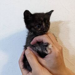 里親募集！山形市です黒猫ちゃん