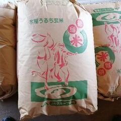 令和三年産　阿波市産ヒノヒカリ⑤　玄米30kg　