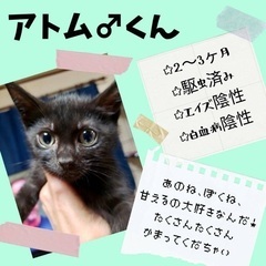 2か月子猫里親募集！【次回8/13南区譲渡会】