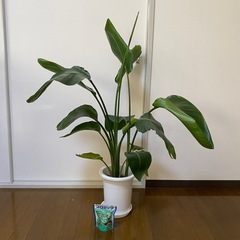 【１０００円】観葉植物オーガスタあげます！
