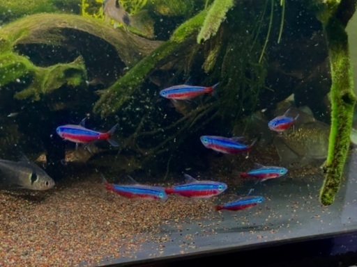 熱帯魚引退セット 生体＋流木 バラ売り可