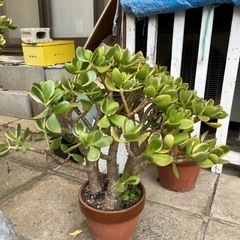 金のなる木　植木鉢　観葉植物　庭園