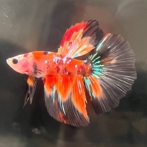 鯉ハーフムーンベタ(♂)