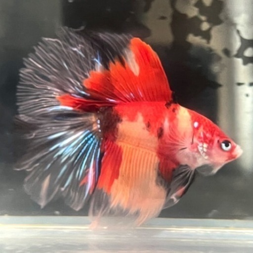 ファンシー鯉ダブルテールハーフムーンベタ(♂)