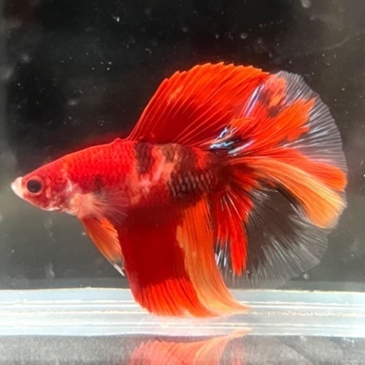鯉ダブルテールハーフムーンベタ(♂)