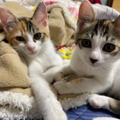 新しい家族になって下さい❣️お目々パッチリの可愛い子猫達💕 − 鹿児島県