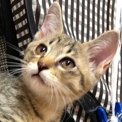 【里親さん決定しました】かわいい♡キジトラ子猫の男の子（2カ月）