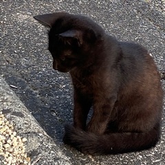 野良猫ちゃんが家の近くに居ます，飼い主が見当たらず私の家に居ます! - 里親募集