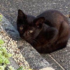 野良猫ちゃんが家の近くに居ます，飼い主が見当たらず私の家に居ます! - 猫