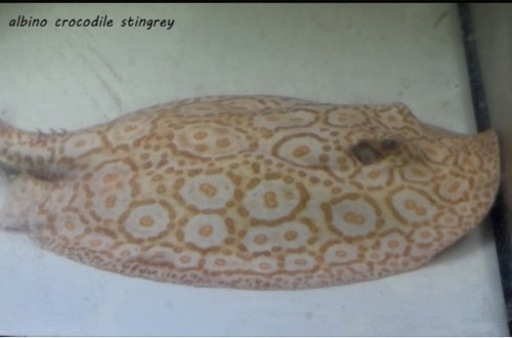 引き取り限定 アルビノクロコダイル 35㎝～40cm程度 メス