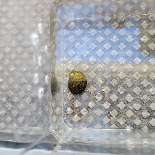 石巻貝5匹コケ取りアクアリウム水槽金魚メダカシュリンプ シン 人丸前の家具の中古あげます 譲ります ジモティーで不用品の処分