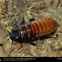 マダガスカルゴキブリ　昆虫