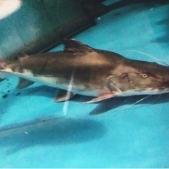 ピライーバ(ピライーバー) 約６０センチ 引き取り魚