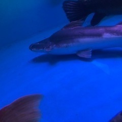 ピライーバ(ピライーバー) 約６０センチ 引き取り魚