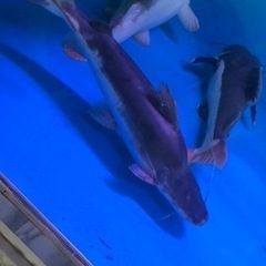 ピライーバ(ピライーバー) 約６０センチ 引き取り魚