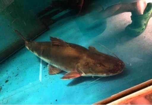 ピライーバ(ピライーバー) 約60センチ 引き取り魚