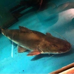 ピライーバ(ピライーバー) 約６０センチ 引き取り魚