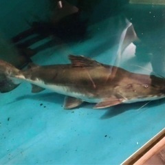 ピライーバ(ピライーバー) 約６０センチ 引き取り魚