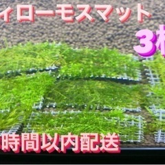 ウィローモスマの中古が安い 激安で譲ります 無料であげます ジモティー