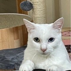 【迷い猫】白猫オッドアイ探してます
