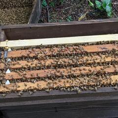 西洋蜜蜂を置かせて頂ける場所を募集しています - 糸島市
