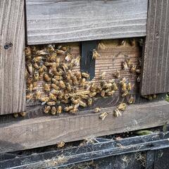 西洋蜜蜂を置かせて頂ける場所を募集しています
