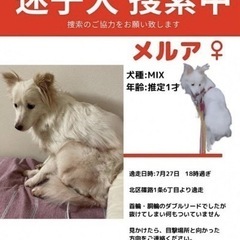 迷子の犬捜索