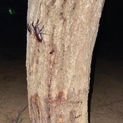 クワガタ　カブトムシ　昆虫採集体験