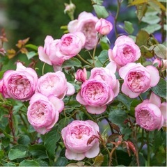 薔薇の大苗◆ザ・ミル・オン・ザ・フロス◆バラがお好きな方へ