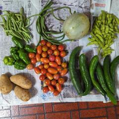 枝豆と夏野菜のセット