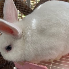 真っ白なミニウサギ