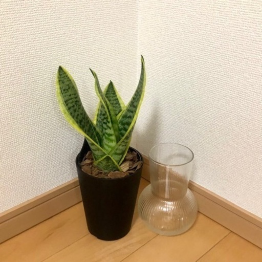 サンスベリア 花瓶set Emi 渡辺橋の家具の中古あげます 譲ります ジモティーで不用品の処分 サンスベリア 花瓶set Emi 渡辺橋の家具の中古あげます 譲ります ジモティーで不用品の処分