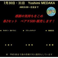 【yoshimimedaka】　南足柄市　メダカ無人販売　7月3...