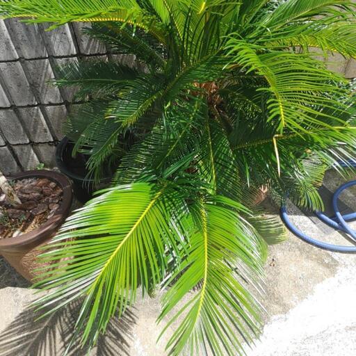 ソテツ蘇鉄　ビッグ株　新葉17枚　観葉植物　インテリア 観葉植物 ソテツ 蘇鉄 7号鉢苗 大型 大きい 鉢植え 和風 和室