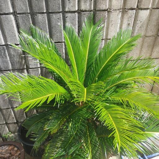 ソテツ 蘇鉄 観葉植物植物 南国