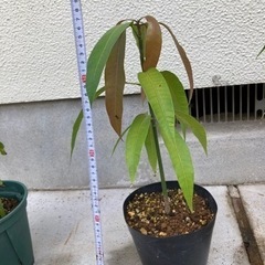 マンゴー　苗木　36cm