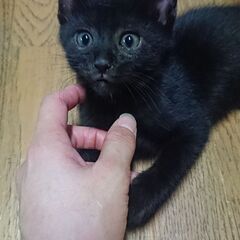急募🆘可愛い黒の子猫ですの画像