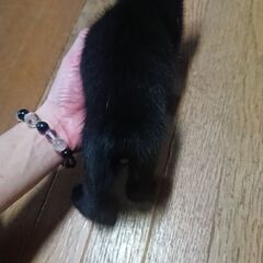 急募🆘可愛い黒の子猫です − 徳島県