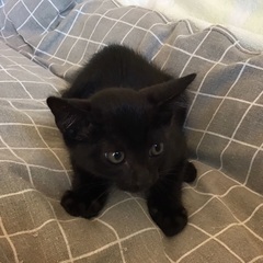 黒猫ちゃんの里親探してます。生後2ヶ月になりました。