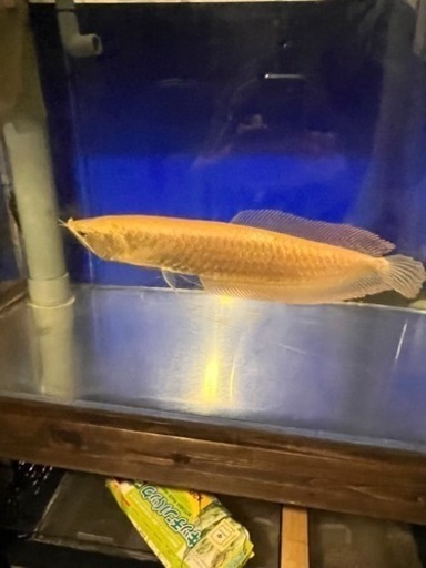 決まりましたオーバーフロー水槽セット