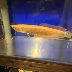 決まりましたオーバーフロー水槽セット