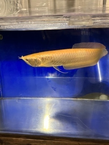 決まりましたオーバーフロー水槽セット