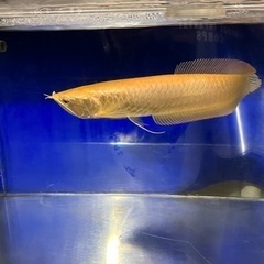 決まりましたオーバーフロー水槽セット