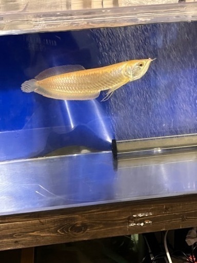 決まりましたオーバーフロー水槽セット