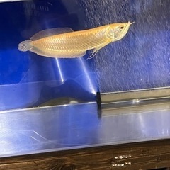 決まりましたオーバーフロー水槽セット