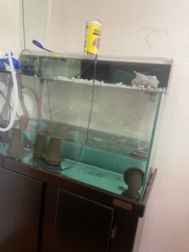 この土日限定　アクアリウム　水槽　金魚　熱帯魚